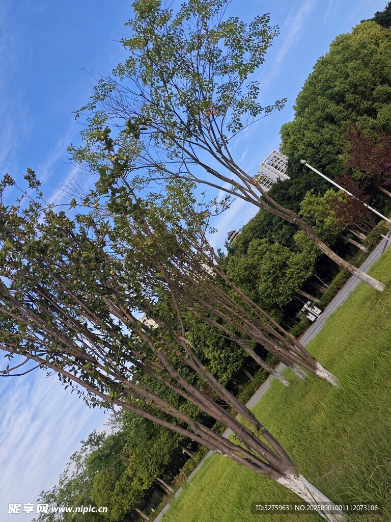 户外绿树蓝天景致