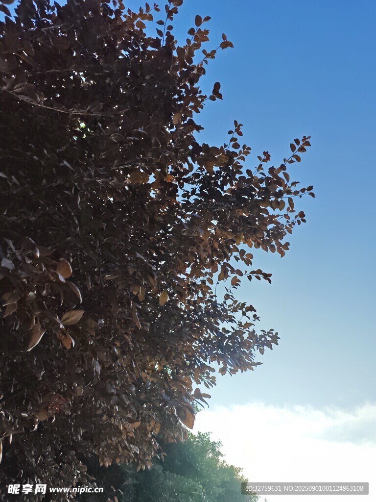 蓝天映衬下的繁茂树木