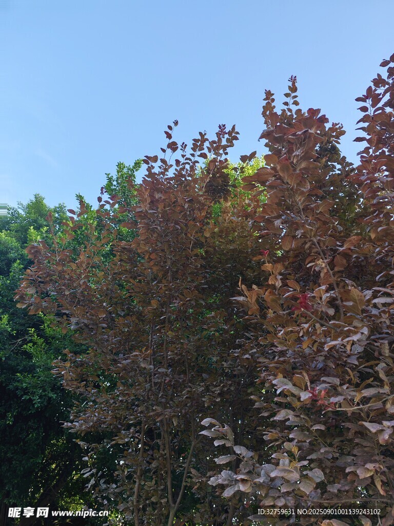 秋日多彩树木景观