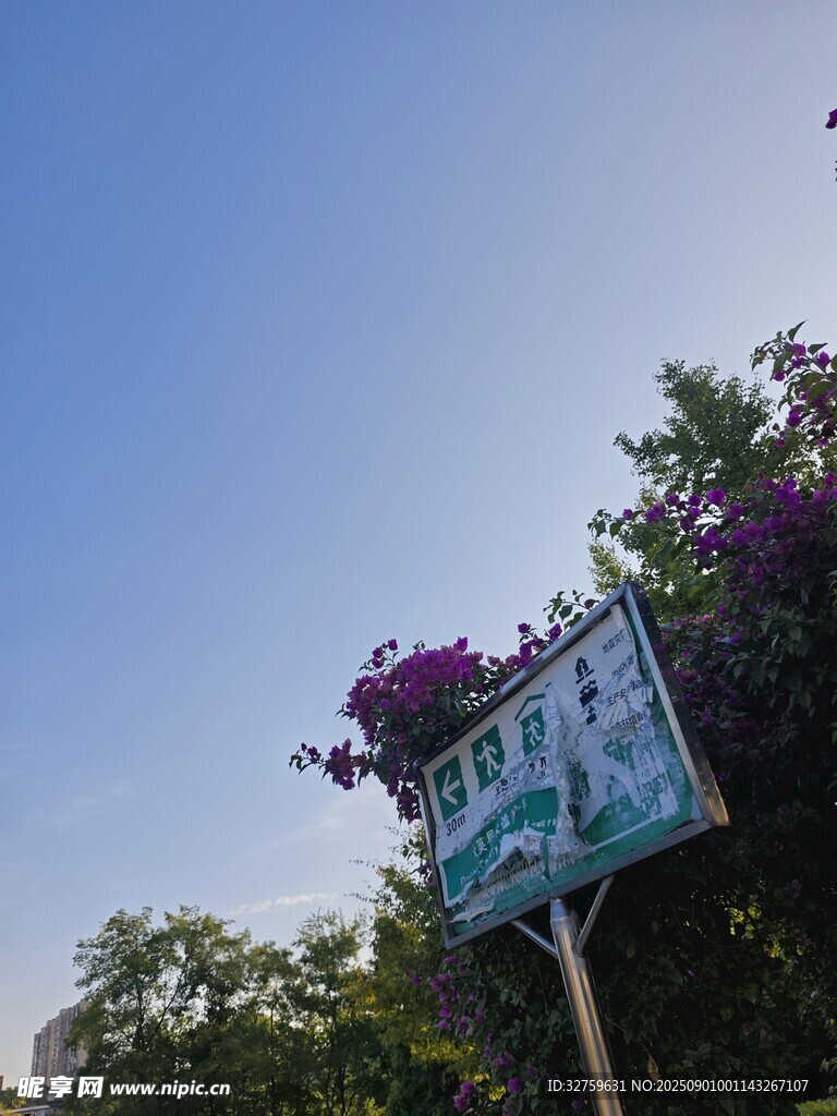户外蓝底指示牌与繁茂植物