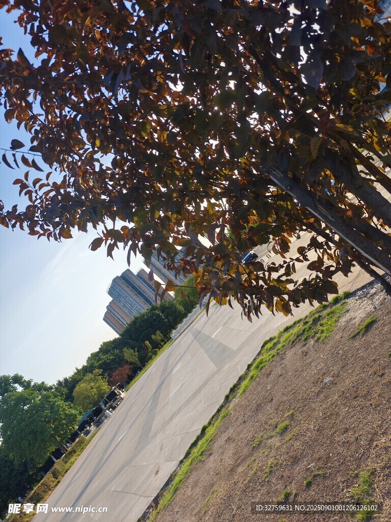 秋日路边树木与远景建筑