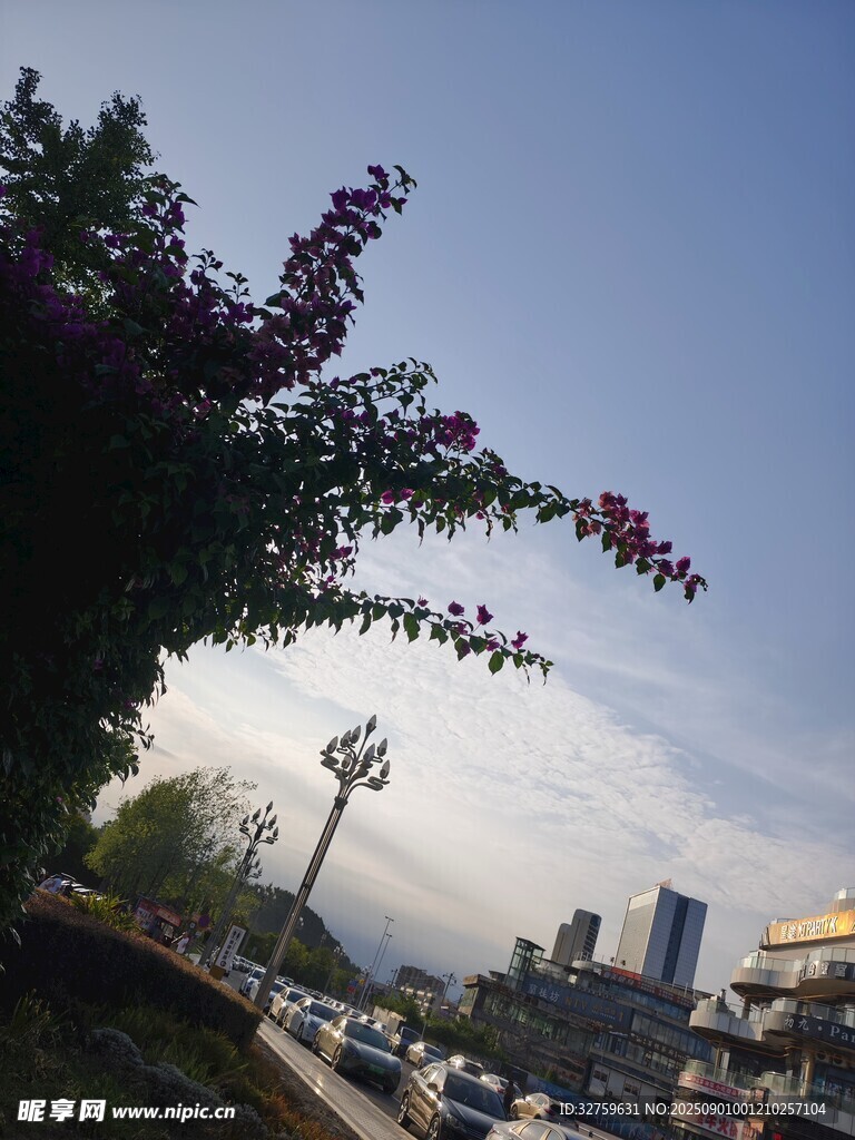 街头繁花与城市景象
