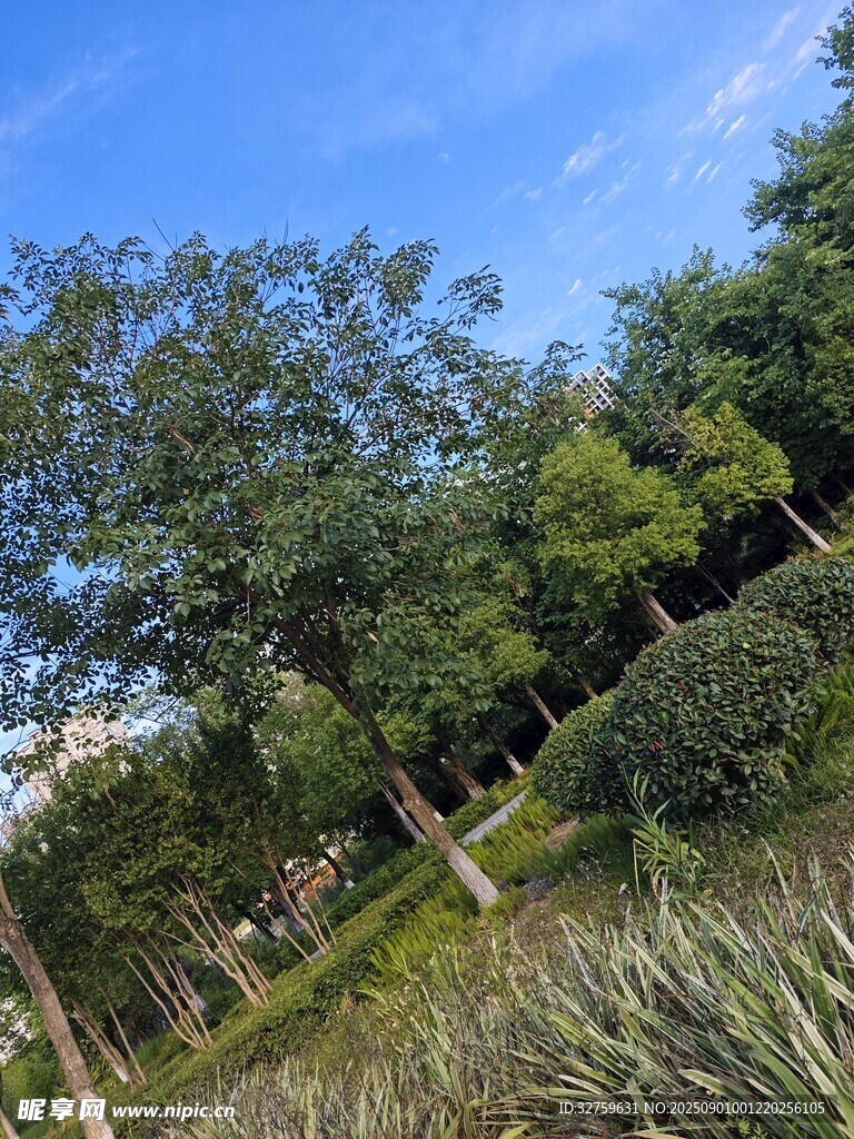 户外绿意盎然的自然景致
