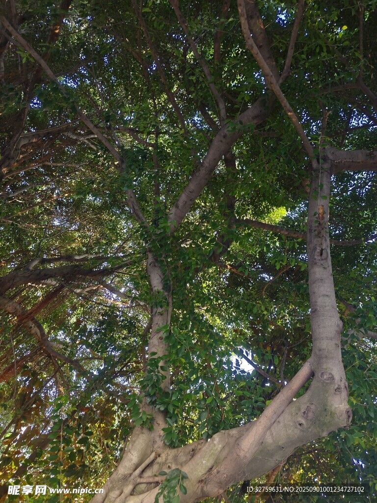 仰视繁茂大树的粗壮枝干