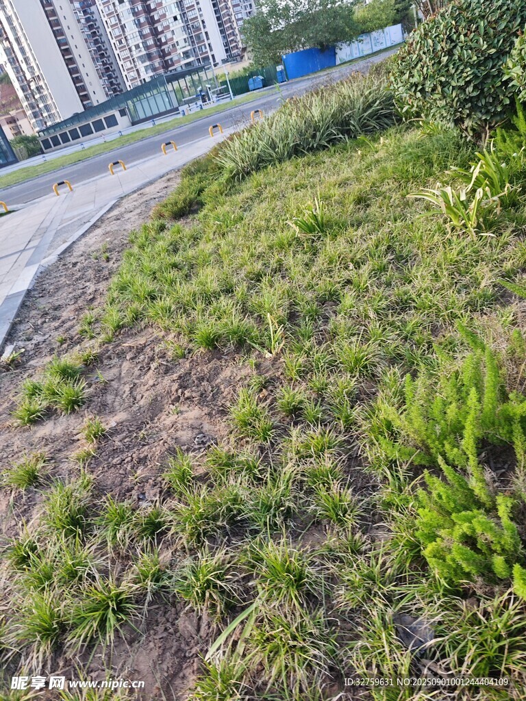 路边绿意盎然的草地