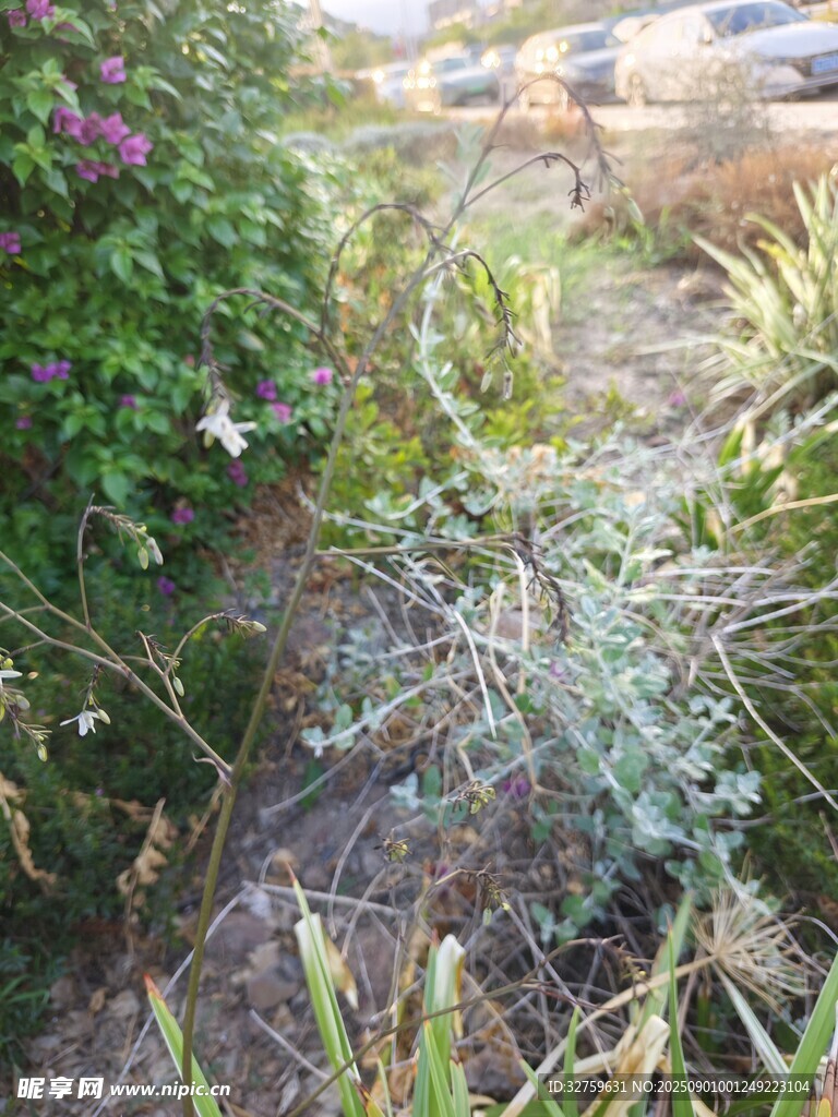 野外植物景观