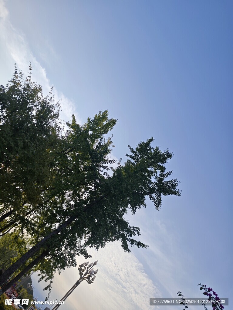 蓝天绿树风景图
