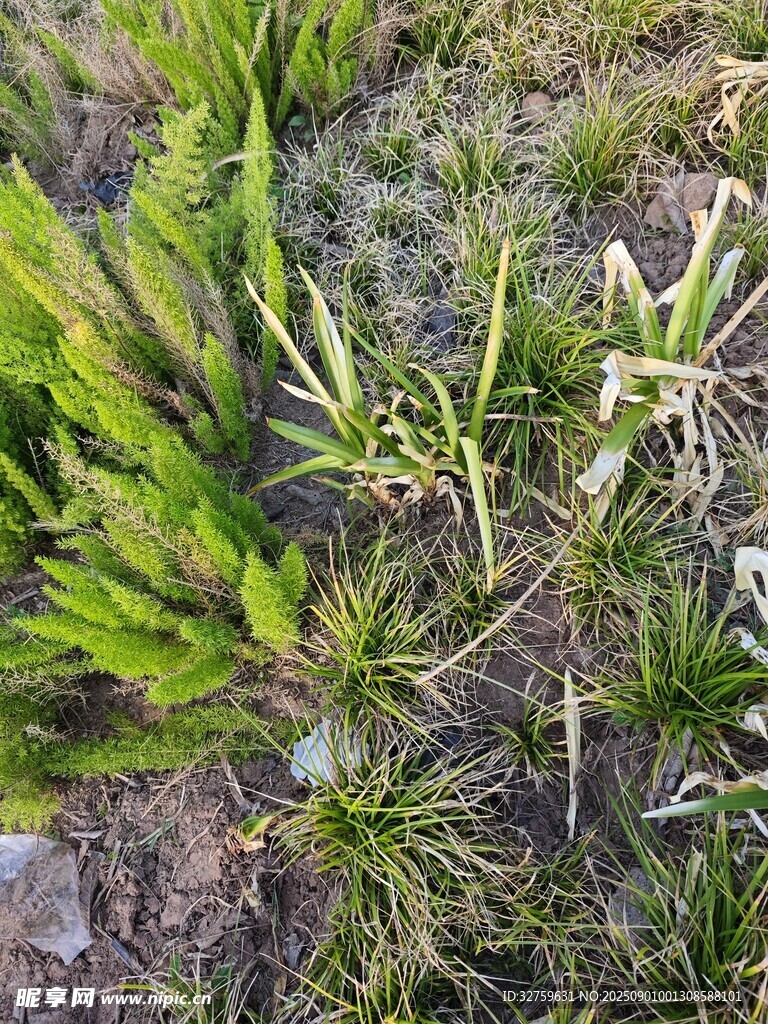 野外绿色丛生的植物