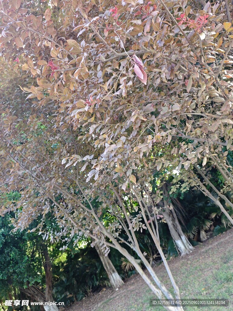 秋日斑斓树木景观
