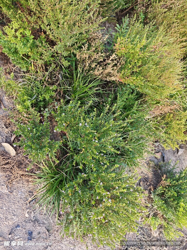地面上的绿色植物景观