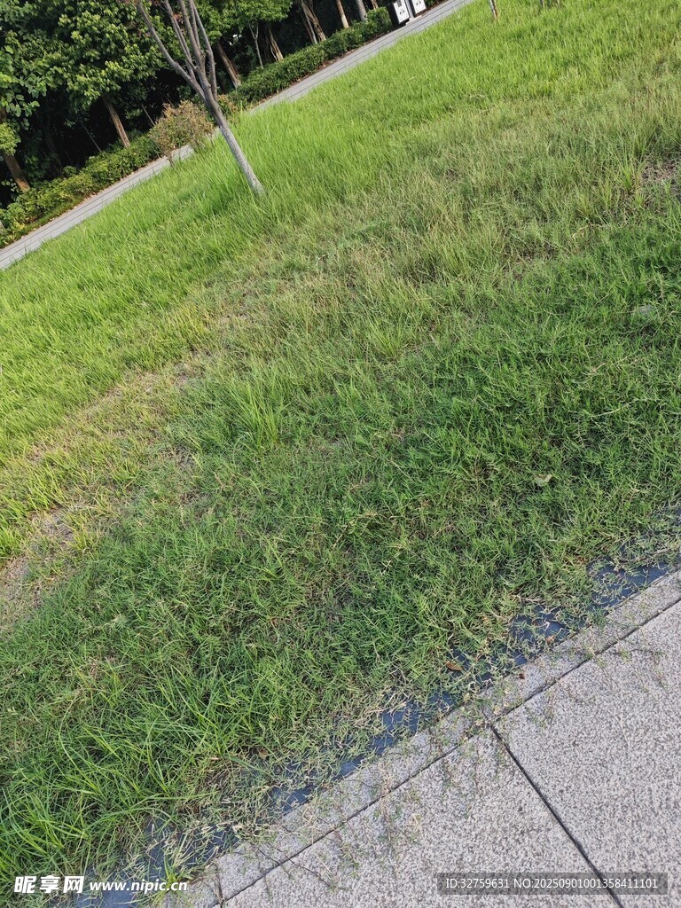 路边翠绿草地近景