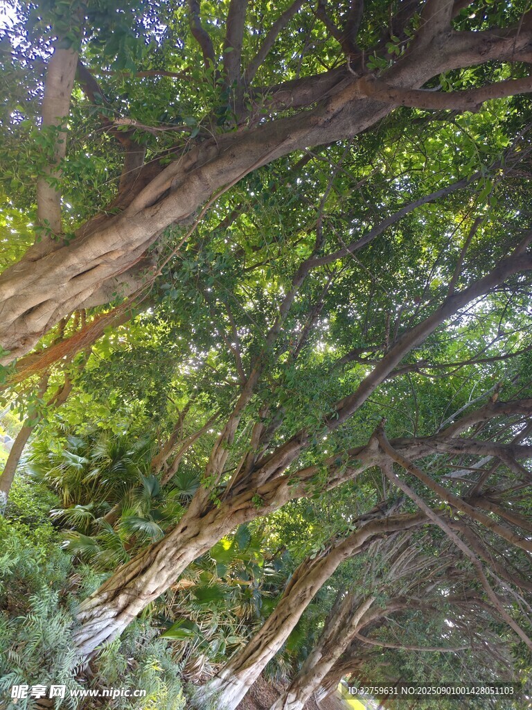 繁茂树林中的交错树枝