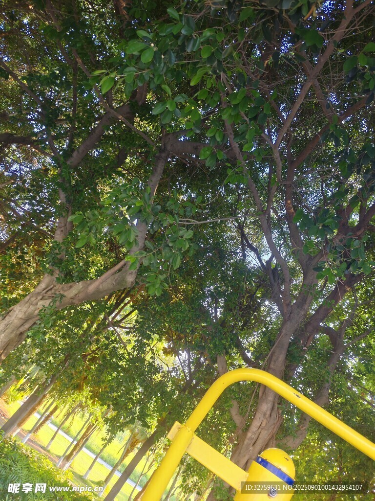 林间黄色健身设施