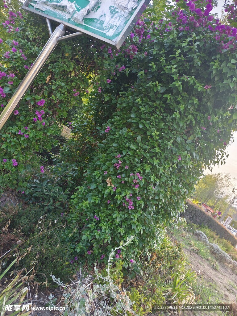 路边被绿植遮挡的指示牌