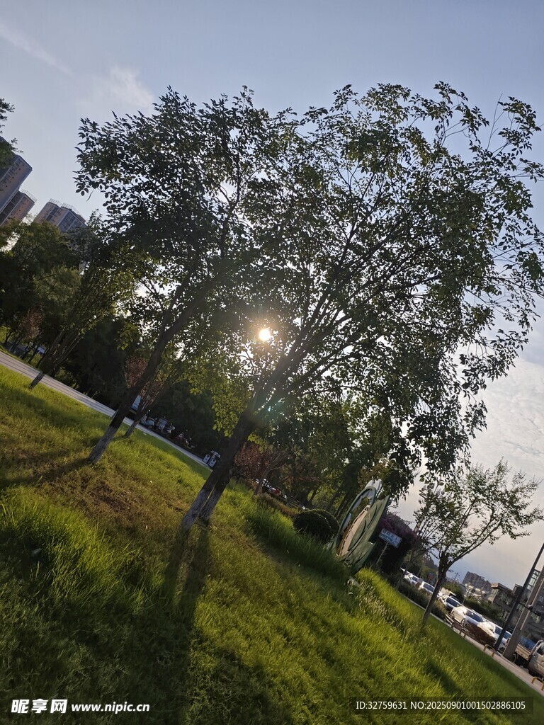 阳光下的绿树与草地