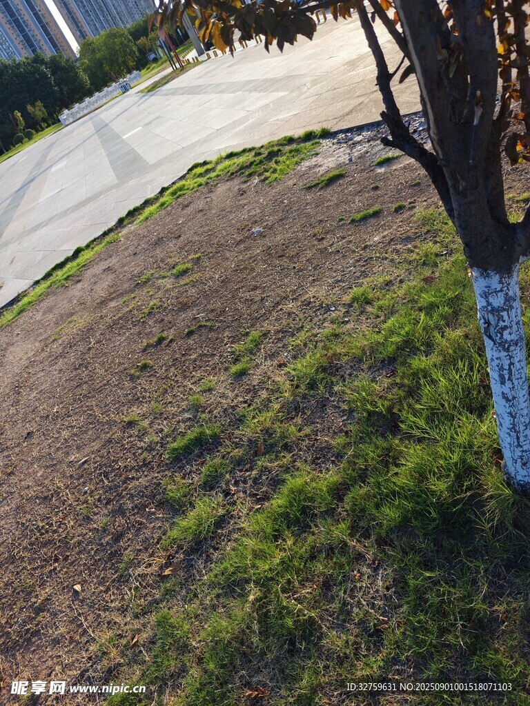 户外树下草地与道路景象