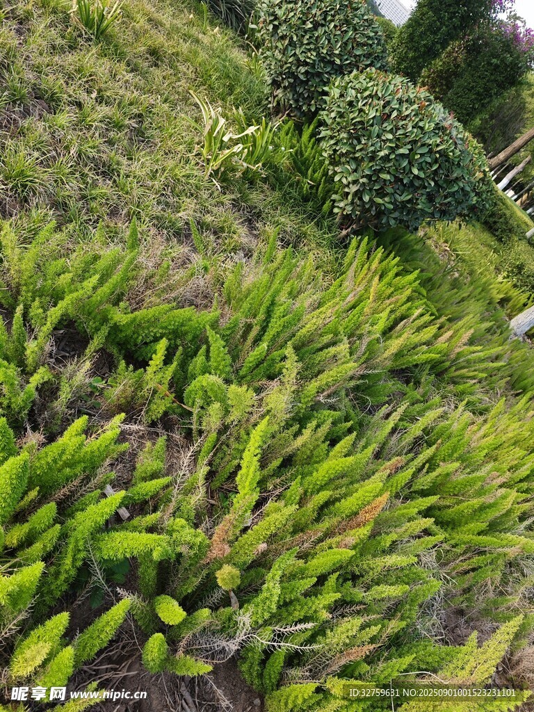 翠绿繁茂的户外植物景观