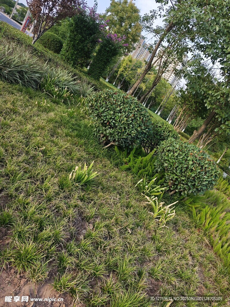 绿意盎然的园林植物景观