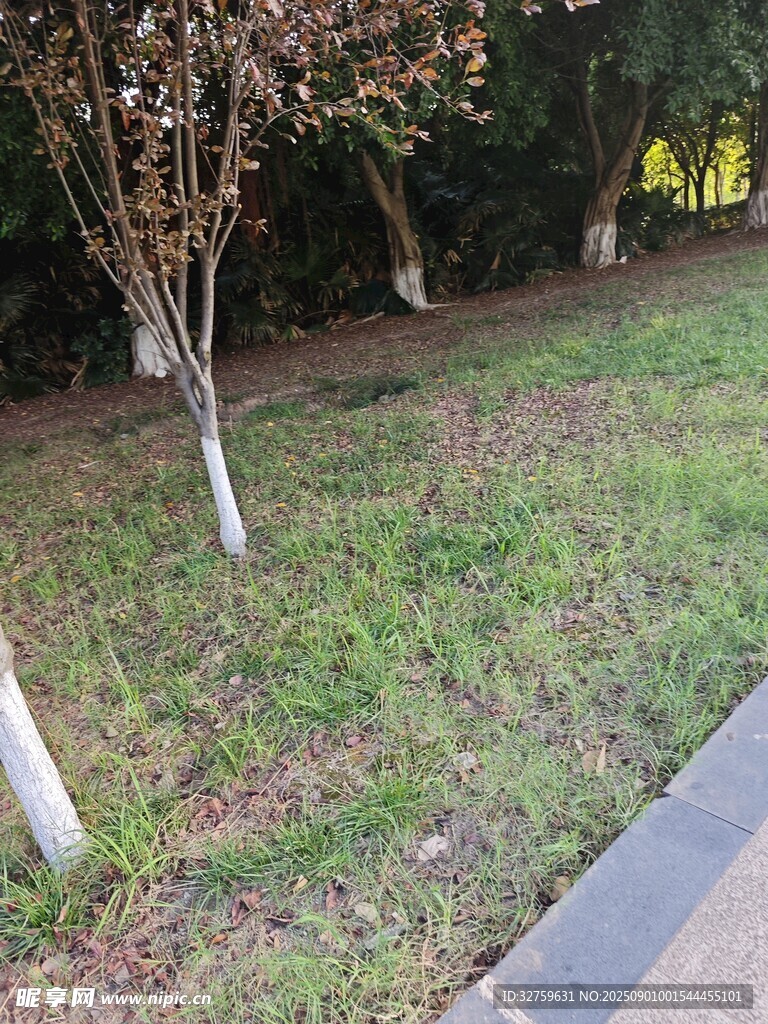 路边草地与树木景观