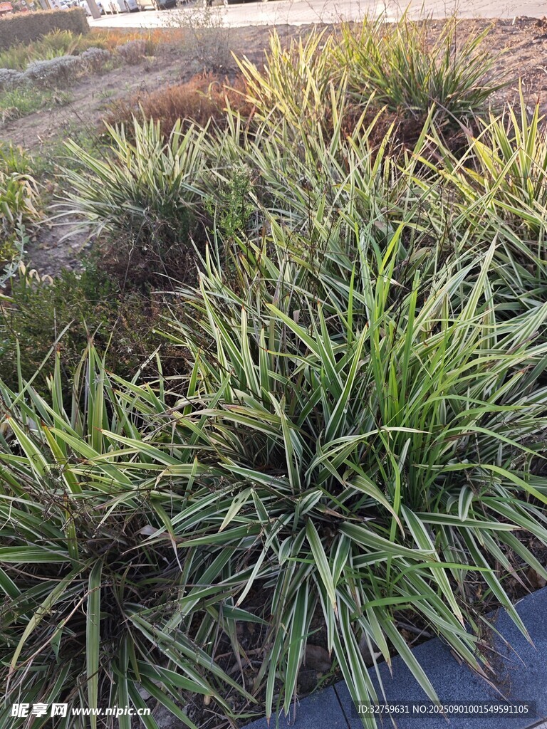 户外丛生的绿色观赏植物