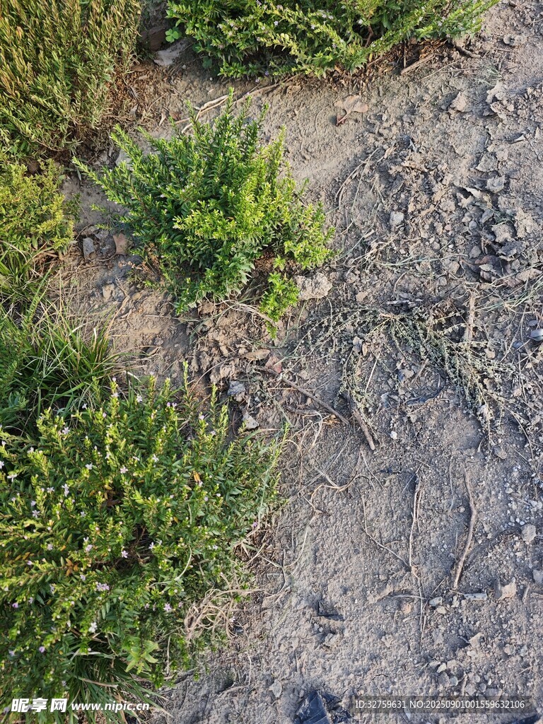 地面绿植与泥土景象