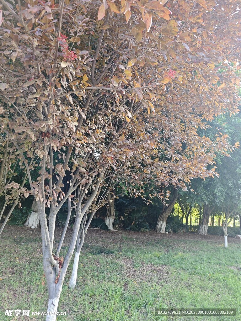 秋日树林美景