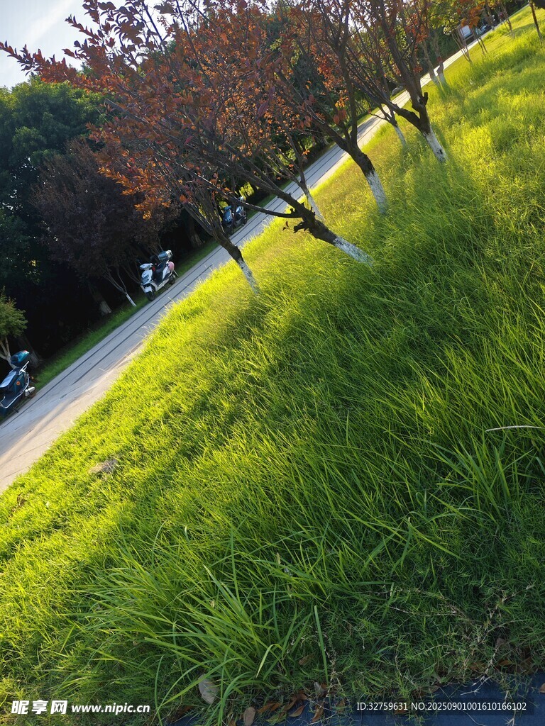 阳光下的草地与树木风景