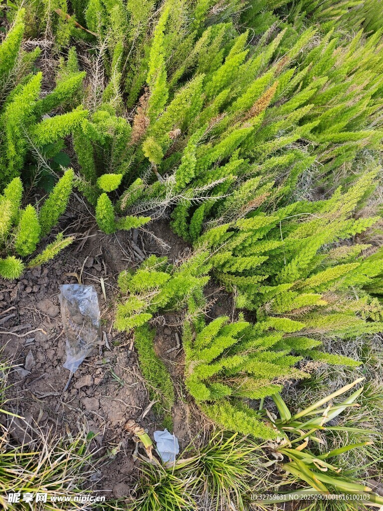 地面上的嫩绿植物与石块