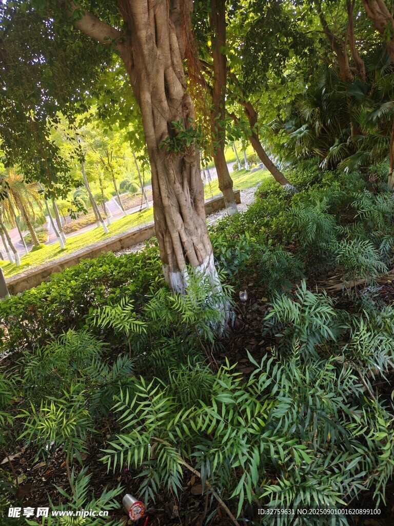 林间葱郁植物与树干景致