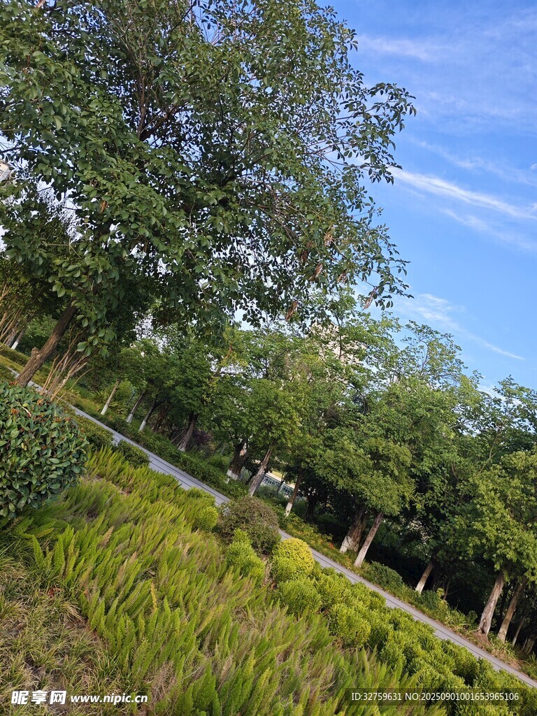 田园风光中的葱郁草木