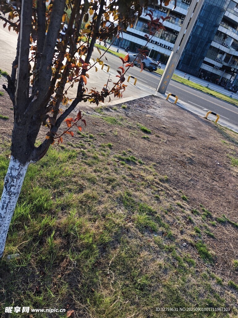 小区内的树木与草地景观