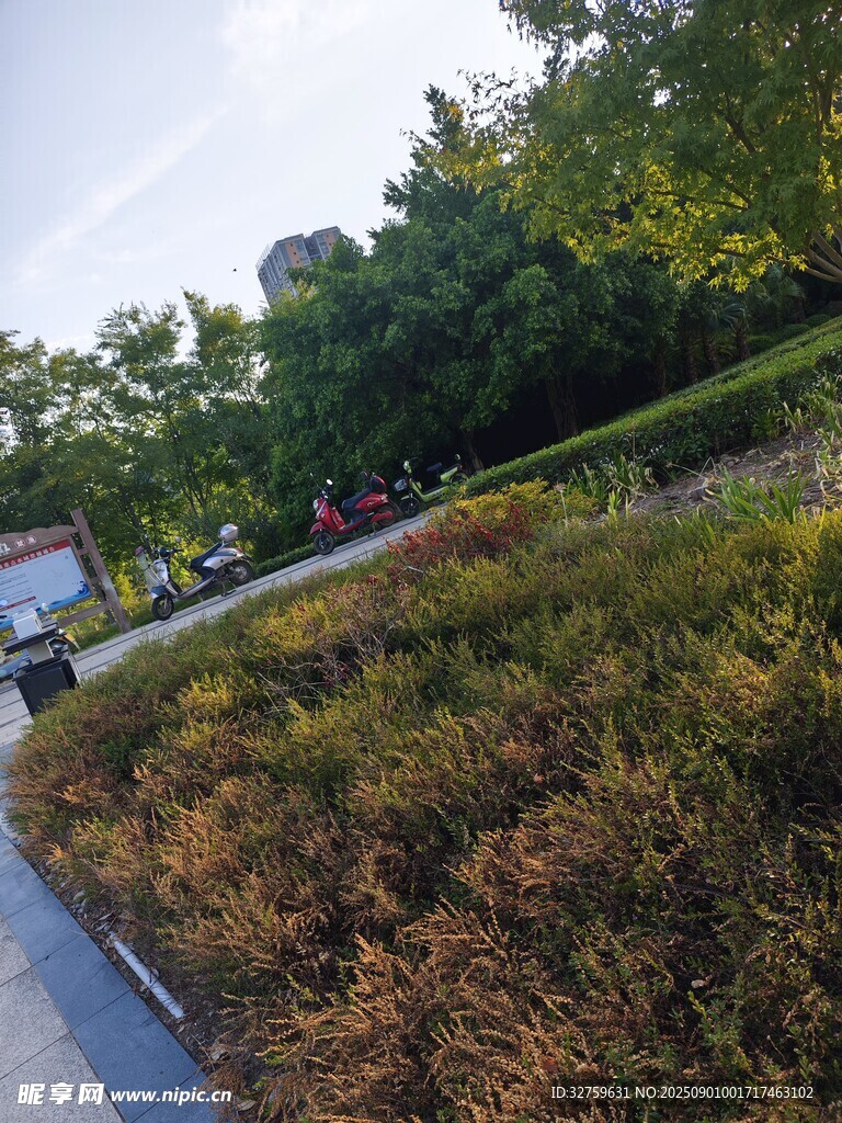 路边多彩植物景观