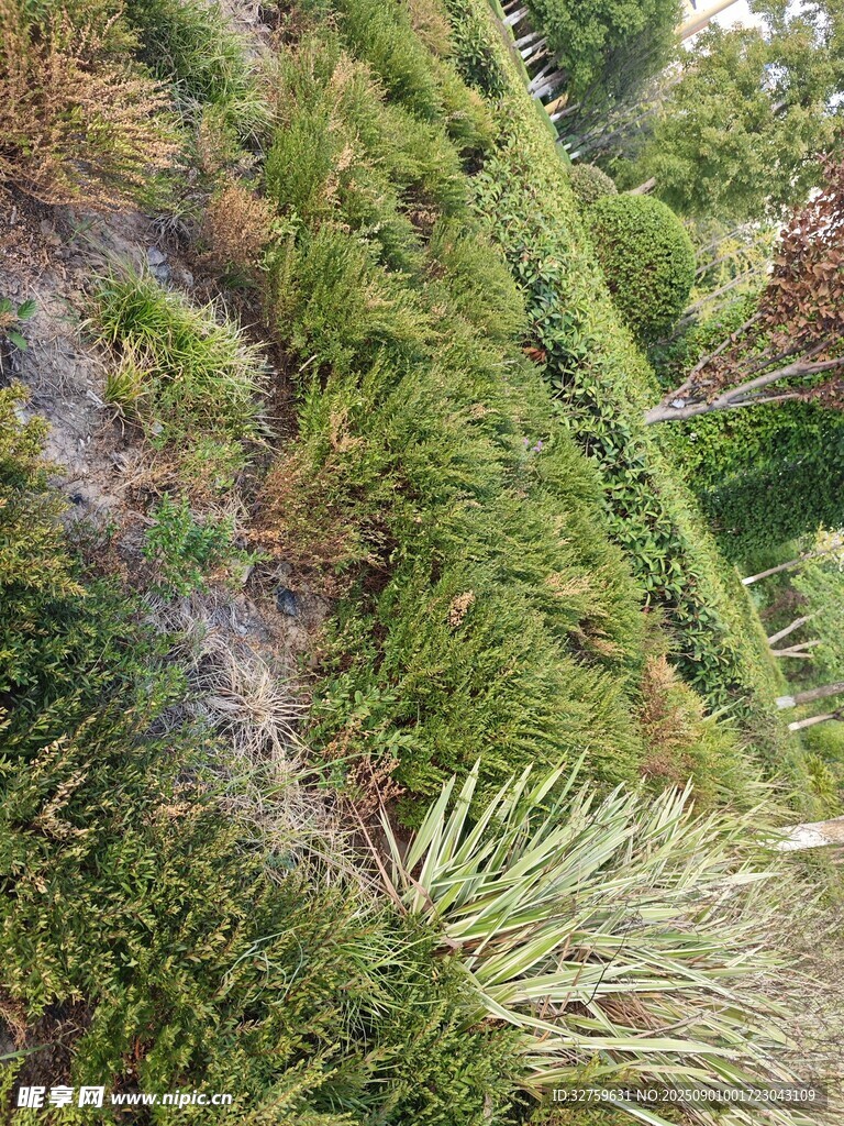 翠绿繁茂的墙面植物景观