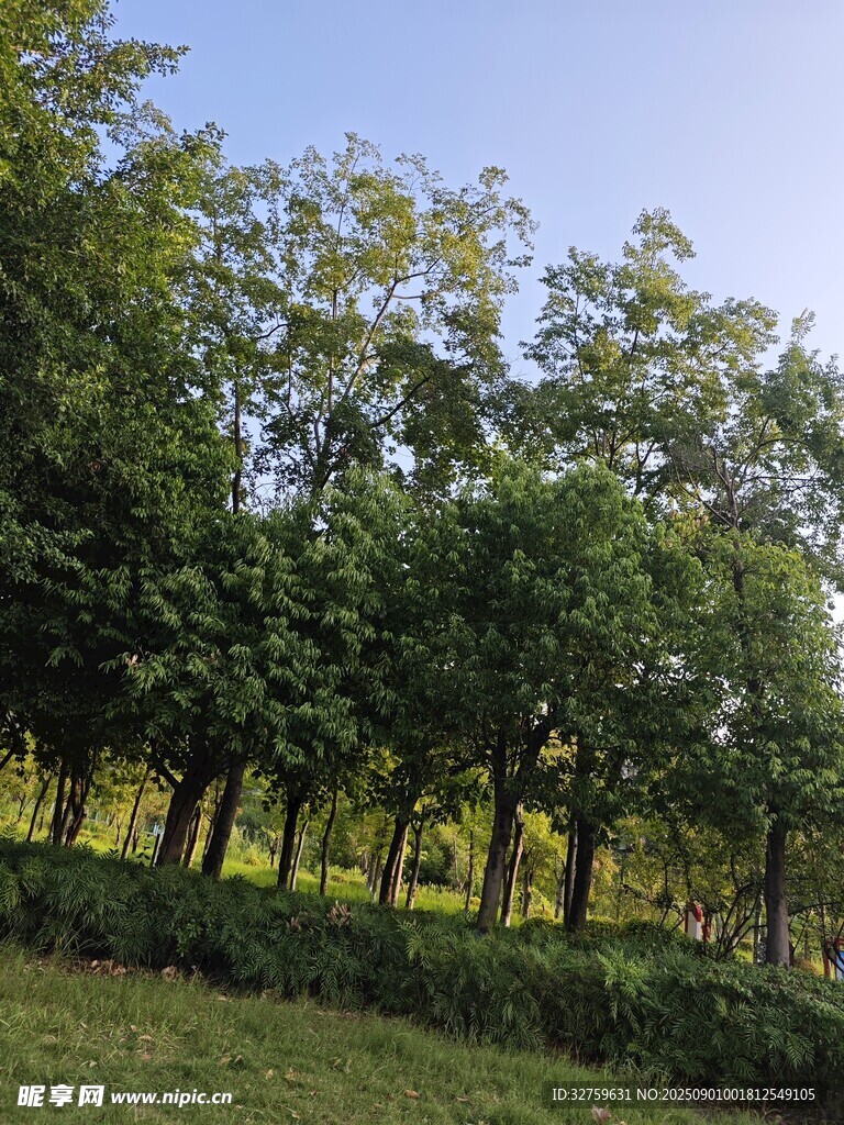 夏日林间绿意风景
