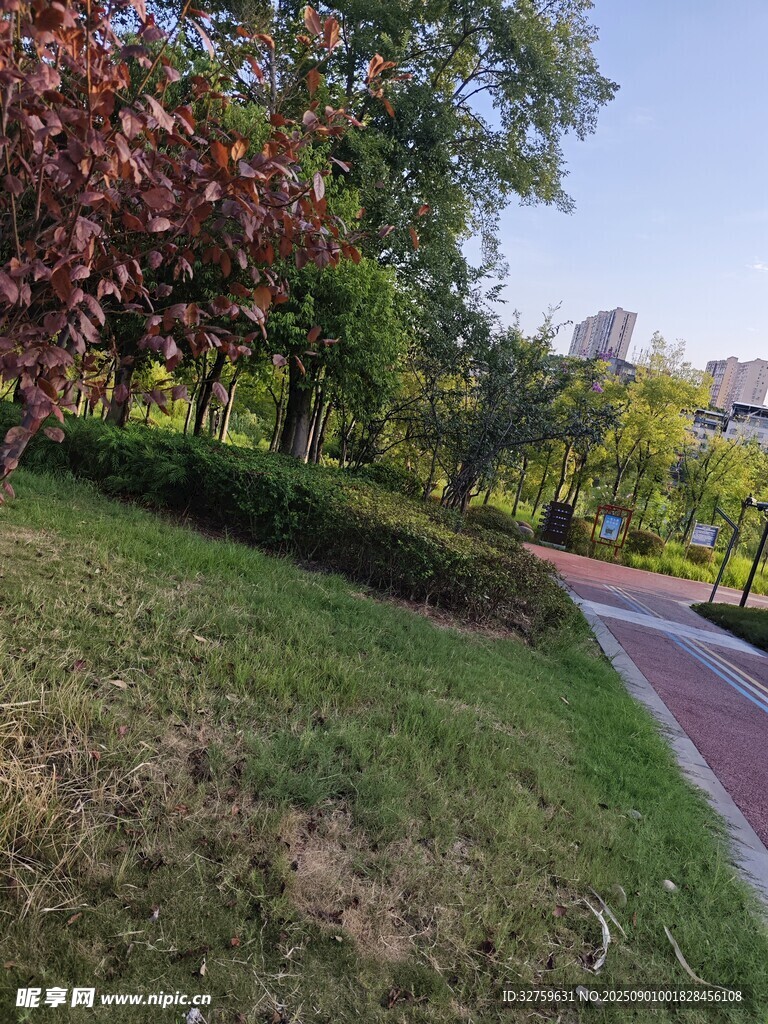 公园绿意小径风景