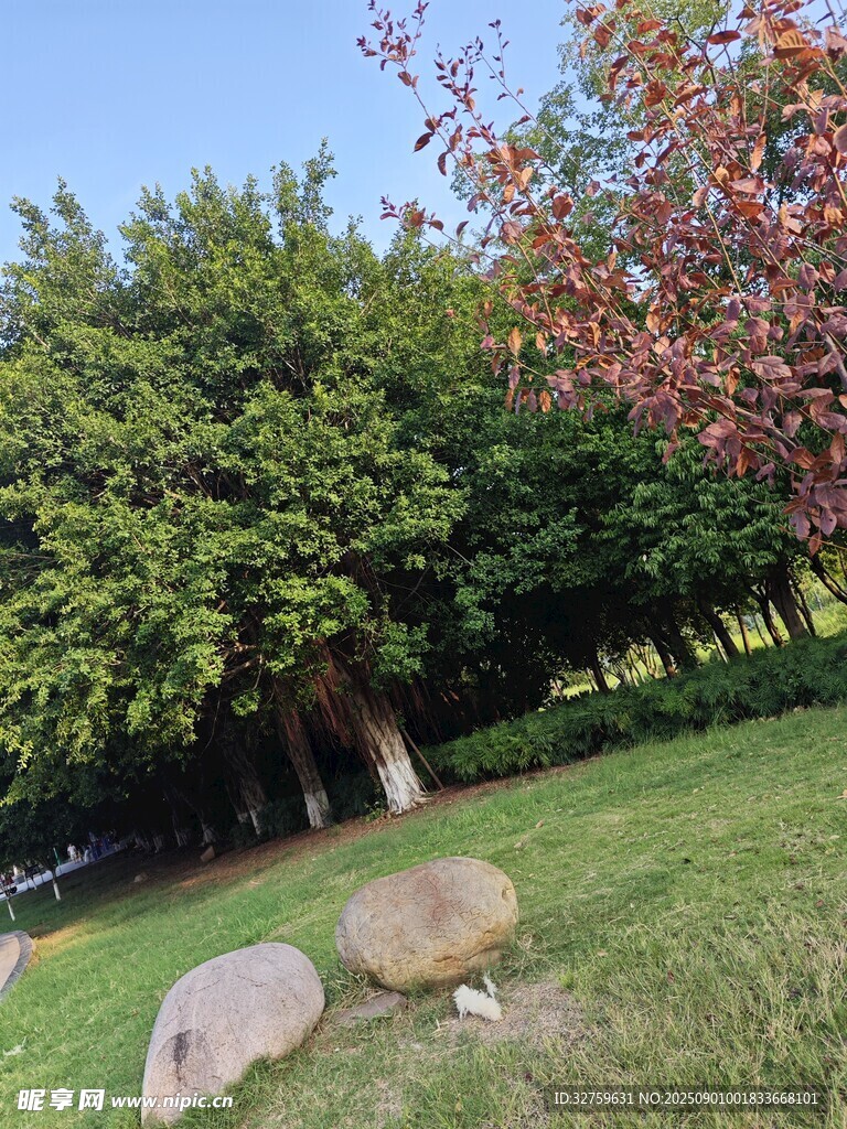 绿意盎然的户外休闲场景