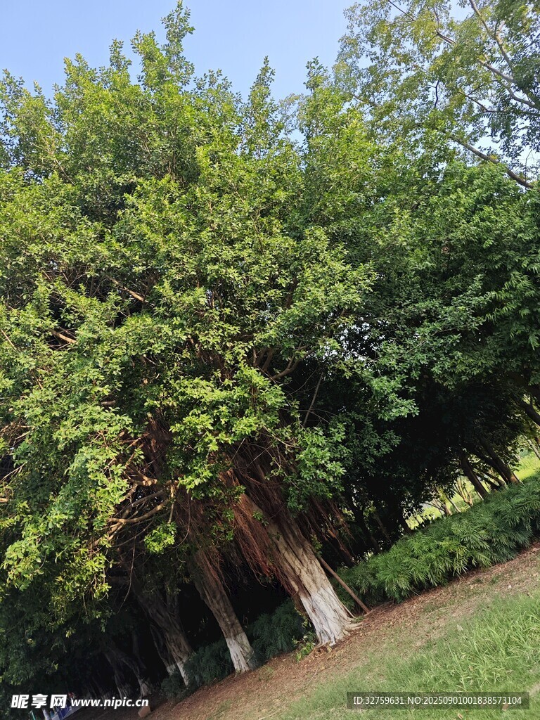 葱郁大树下的清新景致