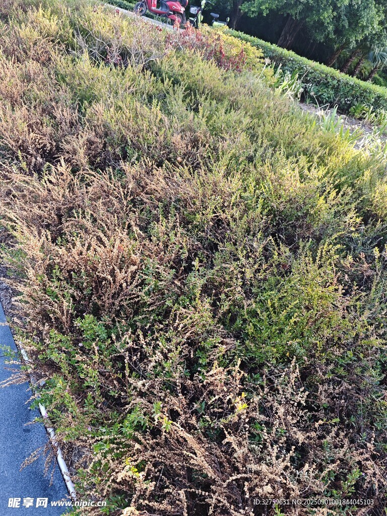 枯黄草地景观