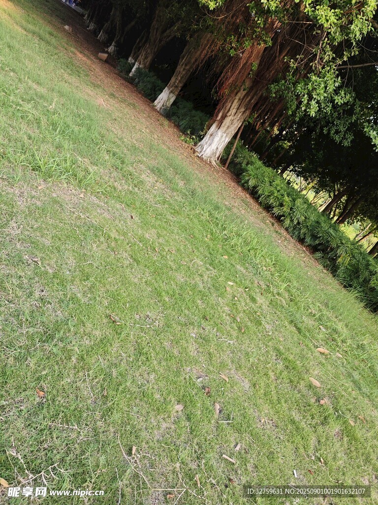户外绿意盎然的草地景观