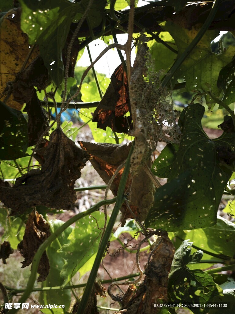 绿叶间的蝴蝶