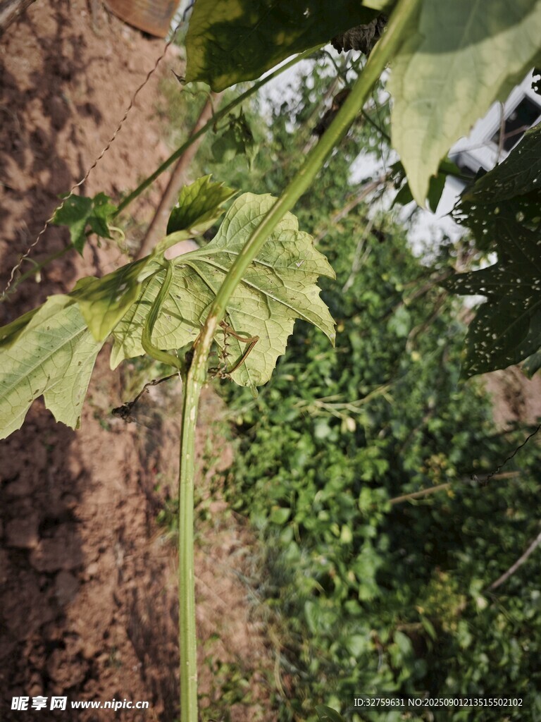 绿叶白花植物特写