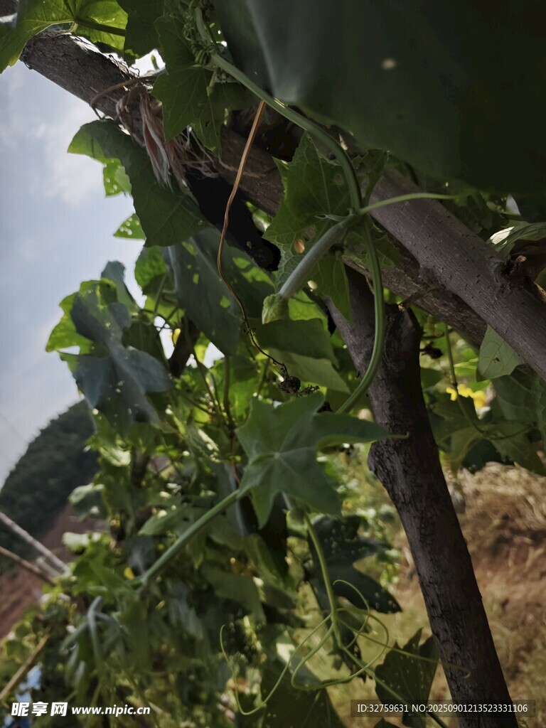 瓜藤攀爬于棚架的田园景象