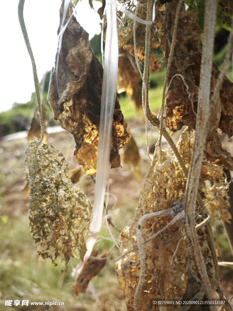 晾晒中的干草植物