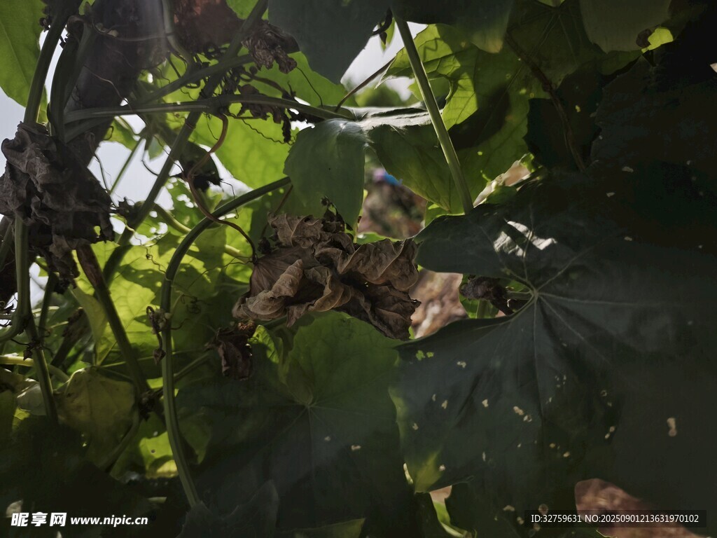 绿叶间的光影与繁茂枝叶
