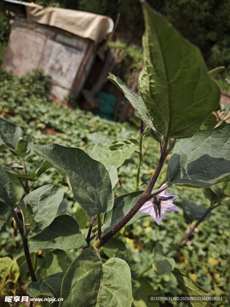 绿叶丛中的植物景象