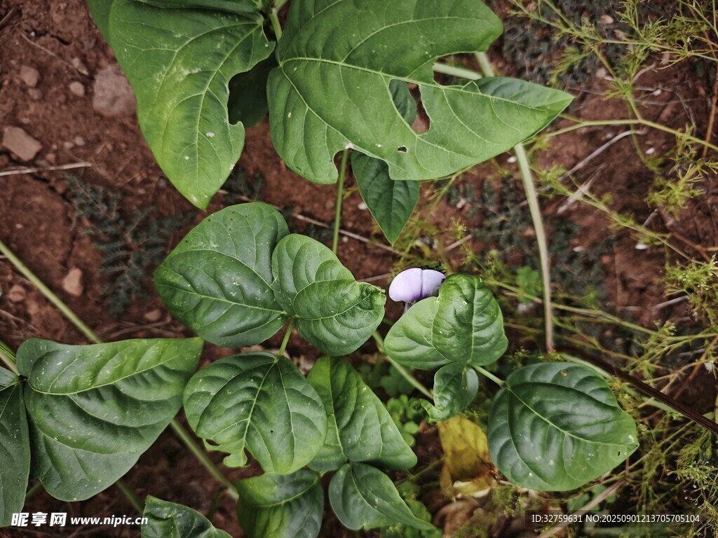 绿叶植物特写