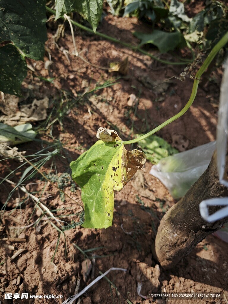 田间植物生长状态记录