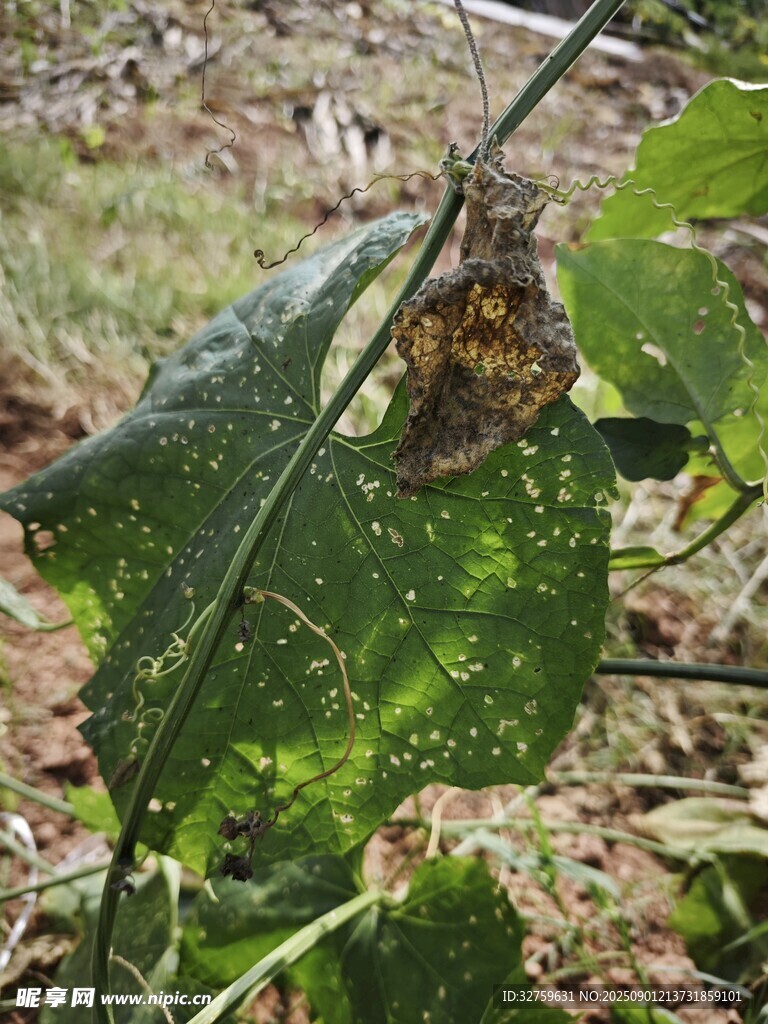 绿叶上的斑斓昆虫