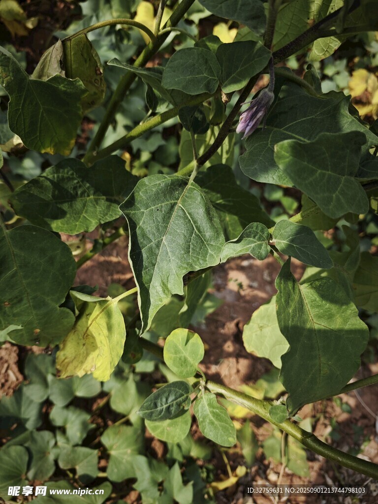 绿叶繁茂的植物景象