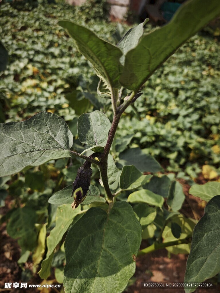 田间生长的翠绿茄子植株